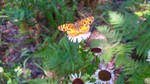 photo thumbnail #11
