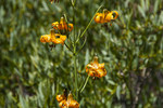 photo thumbnail #14