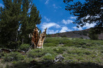 photo thumbnail #15