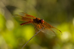 photo thumbnail #2