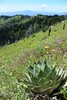 photo thumbnail #15