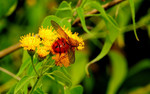 photo thumbnail #12