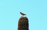 photo thumbnail #5