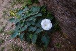 photo thumbnail #14