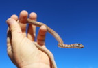 photo thumbnail #1