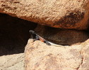 photo thumbnail #12