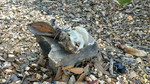 photo thumbnail #5