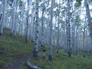 photo thumbnail #10