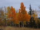 photo thumbnail #13