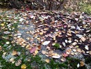 photo thumbnail #10