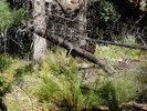 photo thumbnail #11