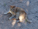 photo thumbnail #6