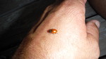 photo thumbnail #11
