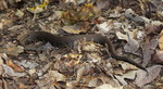 photo thumbnail #15