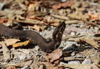 photo thumbnail #11