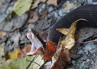 photo thumbnail #11