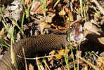 photo thumbnail #14