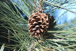 photo thumbnail #12