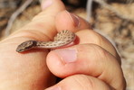photo thumbnail #4