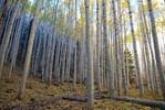 photo thumbnail #11