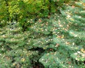 photo thumbnail #4