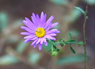 photo thumbnail #12