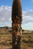 photo thumbnail #4