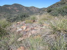 photo thumbnail #2