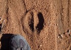 photo thumbnail #13