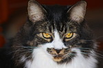 photo thumbnail #4