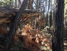 photo thumbnail #3