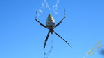 photo thumbnail #9