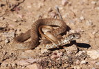 photo thumbnail #5