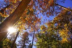 photo thumbnail #11
