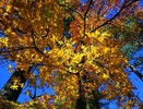 photo thumbnail #12