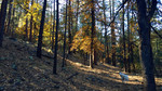 photo thumbnail #13