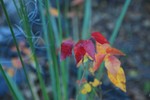 photo thumbnail #1