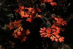 photo thumbnail #13