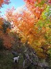 photo thumbnail #11