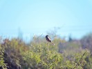 photo thumbnail #3