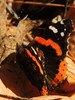 photo thumbnail #12