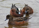 photo thumbnail #7