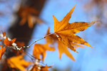 photo thumbnail #1