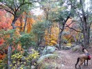 photo thumbnail #9