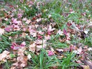photo thumbnail #12