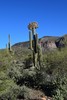photo thumbnail #7