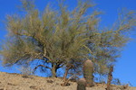 photo thumbnail #1