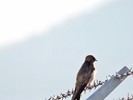 photo thumbnail #12