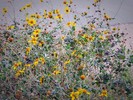 photo thumbnail #13