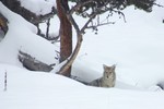 photo thumbnail #13
